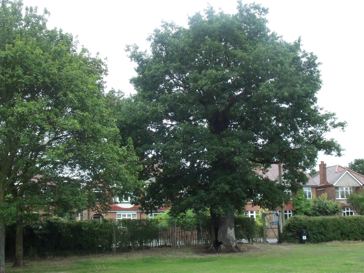 The Oak